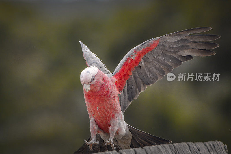 飞行杆(Eolophus roseicapilla)